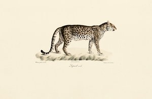 Leopard, samec od Jacques Christophe Werner