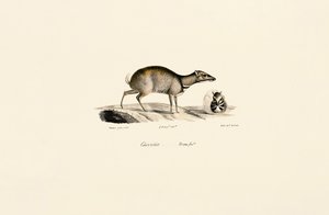 Srnec malý (Tragulus kanchil) od Jacques Christophe Werner