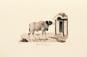 Ovce dlouhonohá barbarská od Jacques Christophe Werner