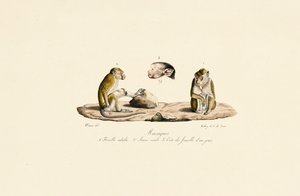 Makakové v různých věkových stadiích od Jacques Christophe Werner