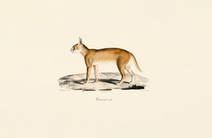 Samec karakala od Jacques Christophe Werner