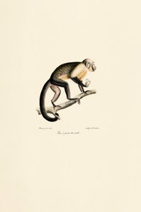 Samec veverky obecné od Jacques Christophe Werner