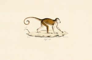 Samec kapucína chocholatého od Jacques Christophe Werner