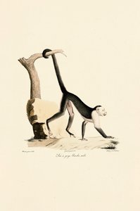 Samec kapucína bělohrdlého