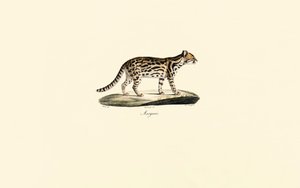 Margay od Jacques Christophe Werner