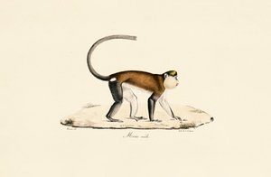 Mona Monkey od Jacques Christophe Werner