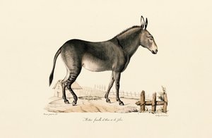 Mule od Jacques Christophe Werner