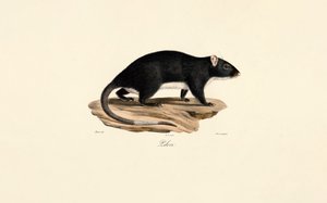 Pižmovka od Jacques Christophe Werner