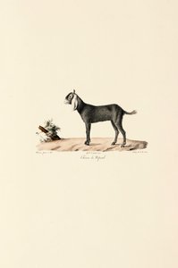 Nepálská koza od Jacques Christophe Werner