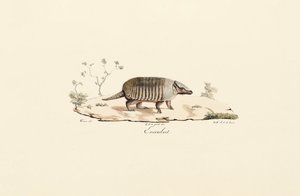 Pásovec devítipásý od Jacques Christophe Werner