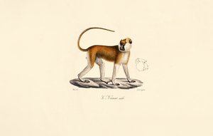 Opice Patas (pes) od Jacques Christophe Werner