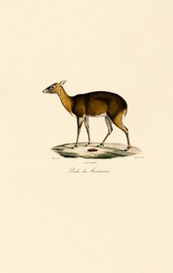 Filipínský jelen skvrnitý (Visayan Spotted Deer) od Jacques Christophe Werner