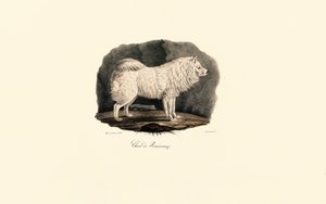 Pomeranian od Jacques Christophe Werner