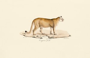 Puma, samice od Jacques Christophe Werner