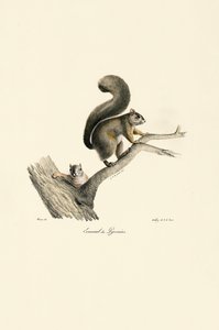 Pyrenejská veverka s mláďaty od Jacques Christophe Werner