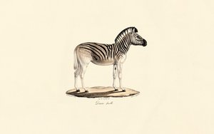 Quagga, samice od Jacques Christophe Werner