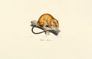 Veverka červenobřichá (Pithécidie Mélanure) od Jacques Christophe Werner