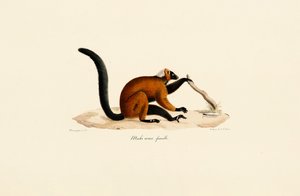 Lemur červenolící od Jacques Christophe Werner