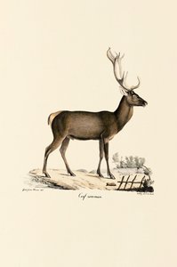 Red Deer od Jacques Christophe Werner