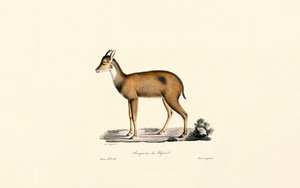 Potápěč Red Forest od Jacques Christophe Werner