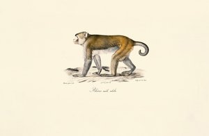 Makak rhesus (Macaca mulatta) od Jacques Christophe Werner