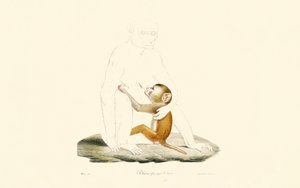 Mládě makaka rhesus od Jacques Christophe Werner