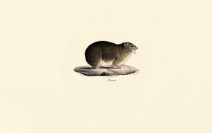Skalní hyrax od Jacques Christophe Werner