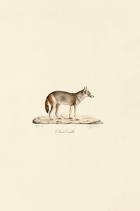 Šakal s bočním pruhem od Jacques Christophe Werner
