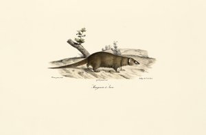 Malý asijský mongol od Jacques Christophe Werner