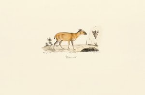 Jihoamerické druhy jelenů od Jacques Christophe Werner