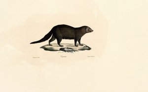 Jihoamerická Tayra