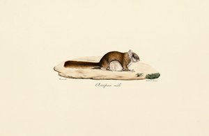 Létající veverka jižní (samec) od Jacques Christophe Werner