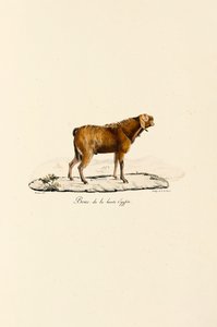 Kozel hornoegyptský od Jacques Christophe Werner