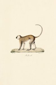 Opice Vervetova (Malbrouck)