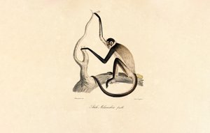 Opice pavouk bělolící (samice) od Jacques Christophe Werner