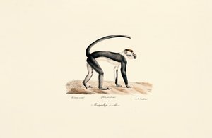 Mangabey bělolící (Cercocebus torquatus) od Jacques Christophe Werner