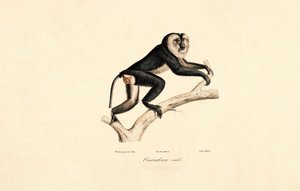 Mangabey bělolící (samec) od Jacques Christophe Werner