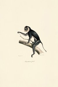 Marmoška bělolící (samice)