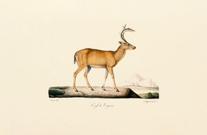 Jelen běloocasý od Jacques Christophe Werner