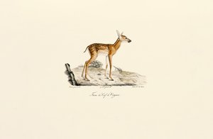 Jelen běloocasý - srnče od Jacques Christophe Werner