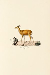 Jelen běloocasý laň od Jacques Christophe Werner