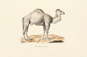 Bílý dromedár od Jacques Christophe Werner
