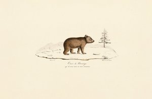 Mladý medvěd hnědý z Norska od Jacques Christophe Werner