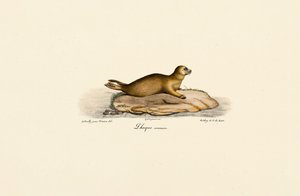 Mladý tuleň obecný od Jacques Christophe Werner