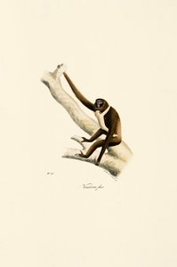 Mládě gibona bělolícího (Hylobates lar) od Jacques Christophe Werner