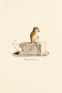 Mladá samice paviána guinejského od Jacques Christophe Werner