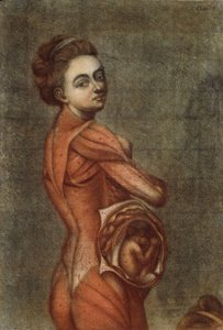 Anatomická ilustrace v barvě těhotné ženy, 1778