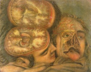 Průřez mozkem, 1746