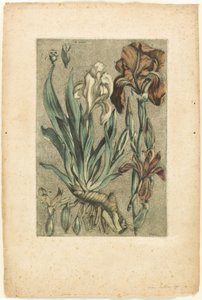 Iris Florentina, z Collection des plantes usuelles, curieuses, et étrangères od Jacques Fabien Gautier d