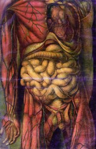 Torzo muže ukazující střeva, z „Anatomie Generale des Visceres en Situation“, 1752 (mezzotinta)